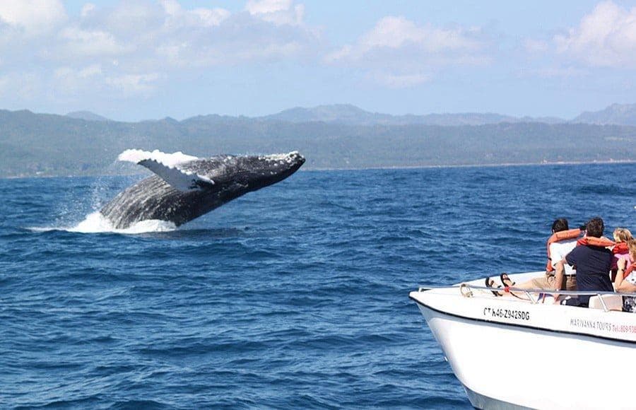Whale Watching from Punta Cana: Half-Day Tour - Punta Cana